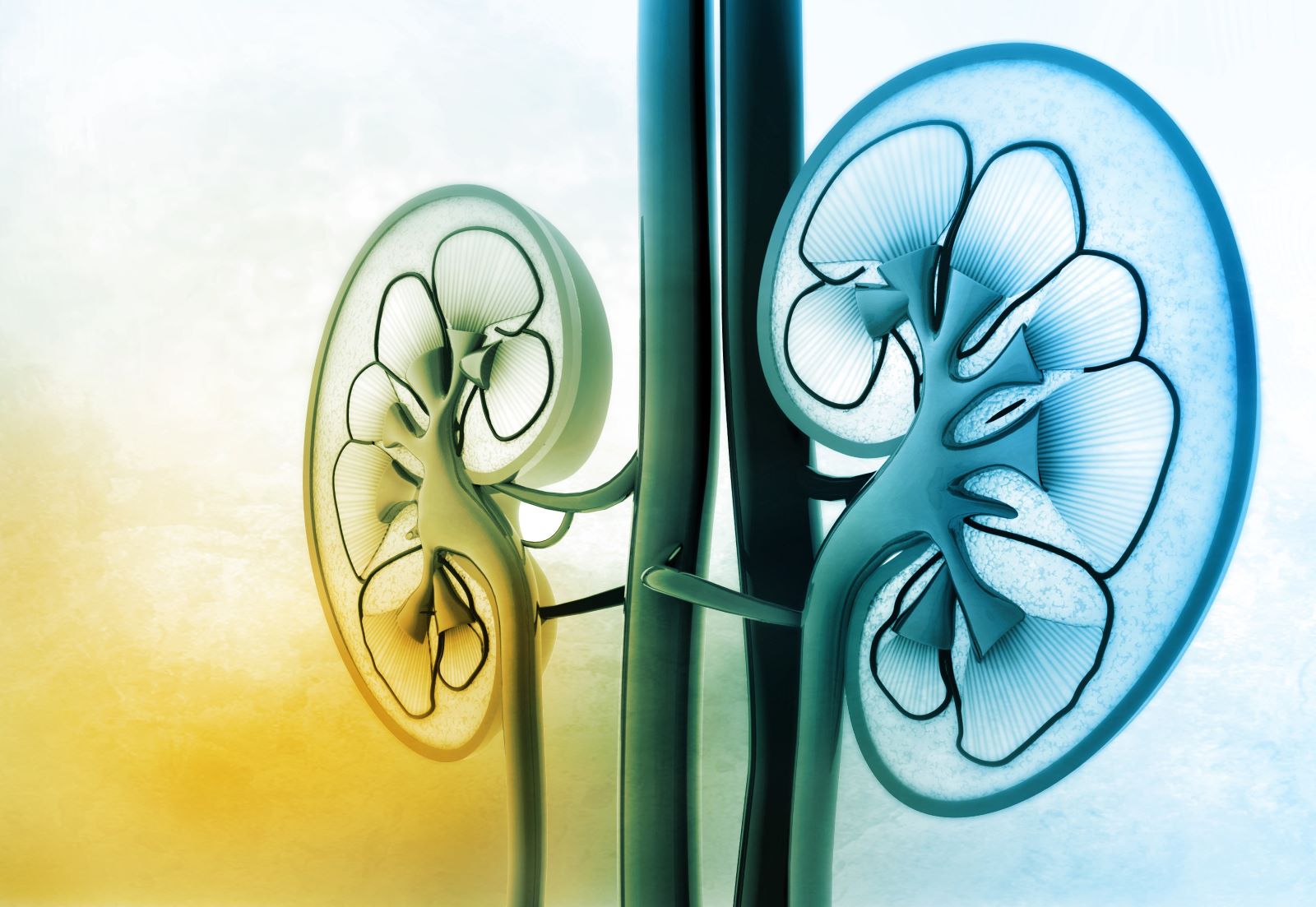 Bild Kurs Die Dynamik der Niere und Nebenniere