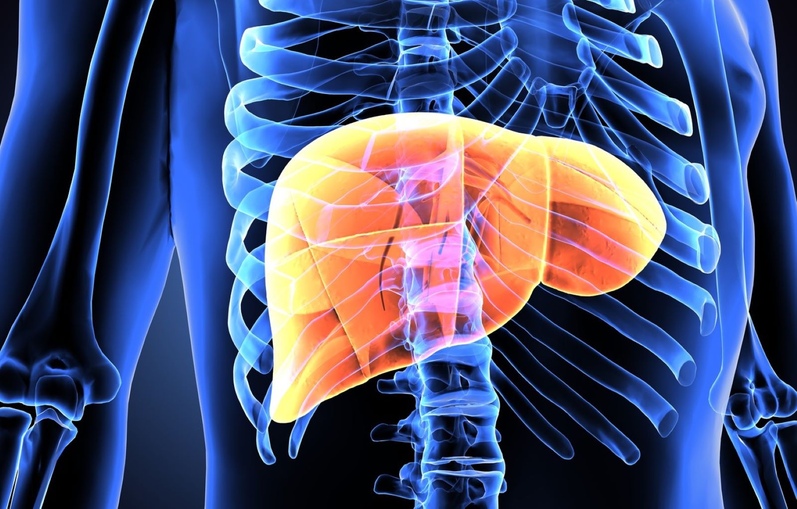 Bild Kurs Energiezentrum Leber