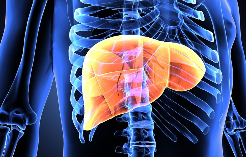 , Energiezentrum Leber